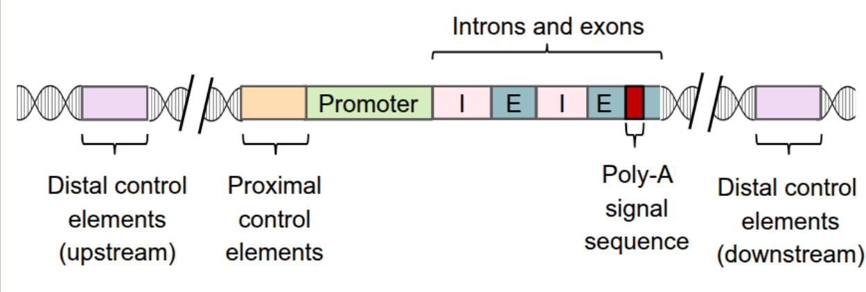 <p>distal control elements can be grouped together as enhancers</p><p>can be either upstream or downstream of the transcription start site</p>