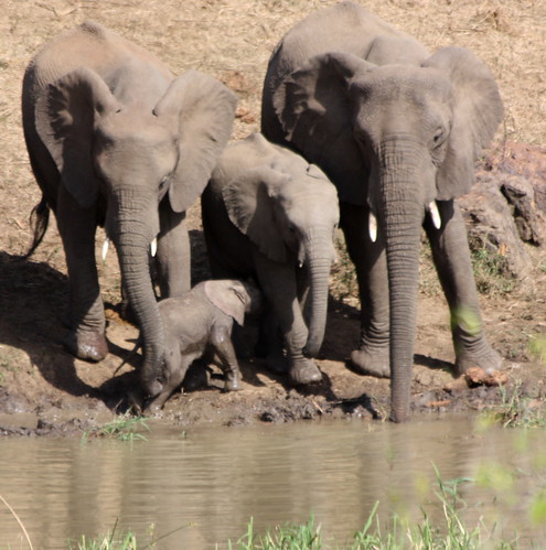 Long-lived species that have a chance for extended protection and nurturing of their offspring