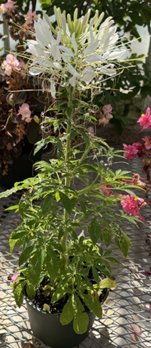<p>What is the Latin name for this plant?</p>