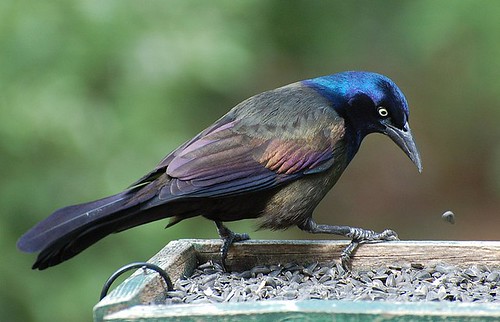 <p>Order: Passeriformes Suborder: Passeri Family: Icteridae</p>