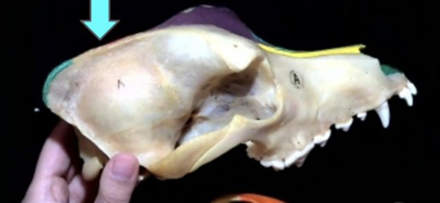 knowt flashcard image