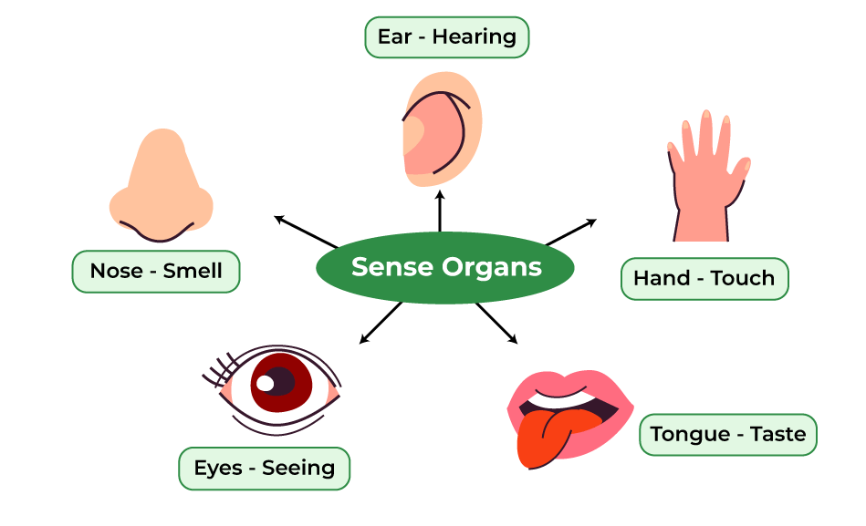 <p>sense organs</p>