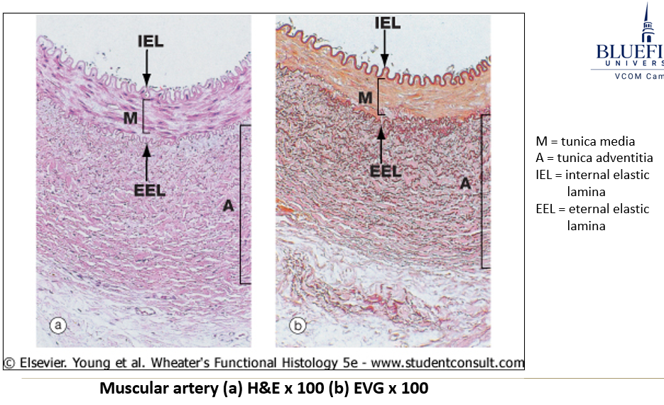 <ul><li><p><strong>Distributing arteries</strong> that branch off elastic arteries to supply organs and extremities.</p></li><li><p><strong>Smooth muscle in tunica media</strong> controls <strong>blood flow by constriction/dilation</strong>.</p></li><li><p><strong>Distinct internal and external elastic laminae</strong>.</p></li></ul><p></p>