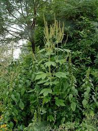 Giant Ragweed