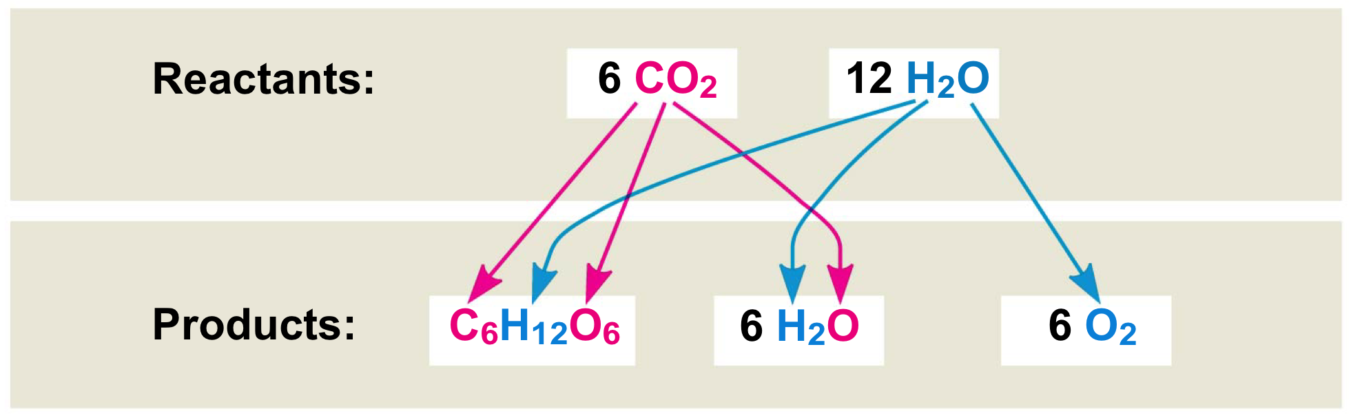 <p>when chloroplasts splits H<sub>2</sub>O, what is released as a by-product?</p>