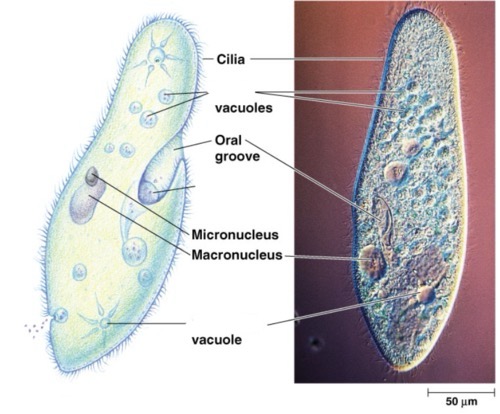 <p>Domain: Eukarya</p><p>Major Clade: Chromalveolata</p><p>Kingdom: Alveolata</p><p>Clade: Ciliophora</p><p>Genus: Paramecium</p>