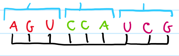 <p>Three bases that will code for a specific amino acid </p>