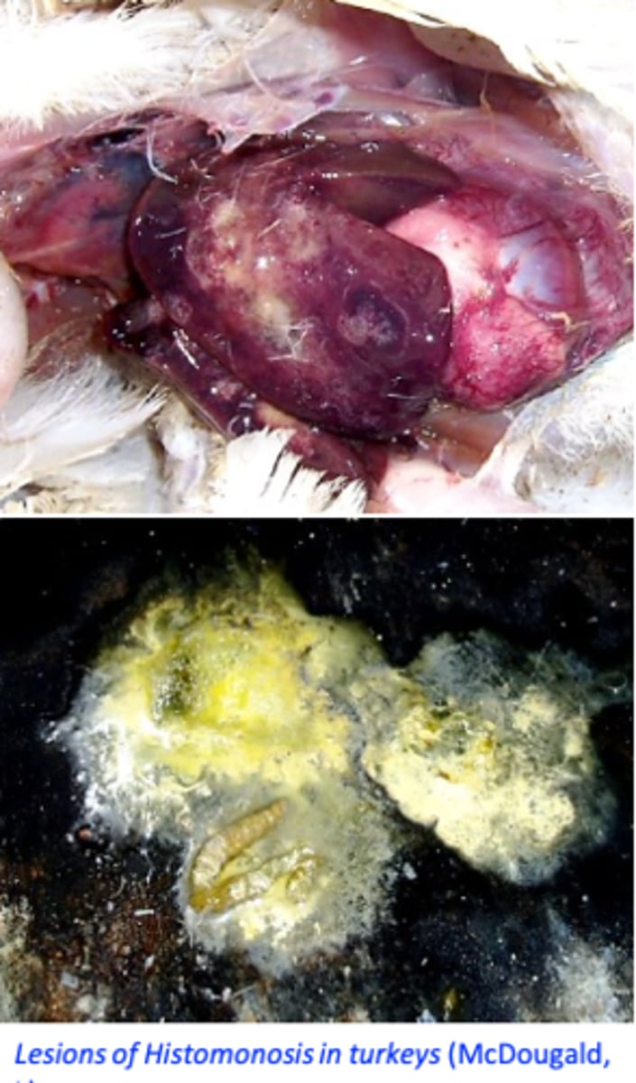 <p>Chickens often remain carriers =&gt; source of infection for turkeys =&gt; do not rear chickens with turkeys;</p><p>• The role of Heterakis gallinarum and earthworms as vectors explain the long period the disease might persist in affected farms;</p><p>Turkey farms are not contaminated with Heterakis gallinarum =&gt; outbreaks occur after introduction of the eggs of the caecal worm H. gallinarum from chickens farms;</p><p>• Once the infection is established in a flock it spreads rapidly without the need of vectors: cloacal drinking and ingestion of histomonads;</p>