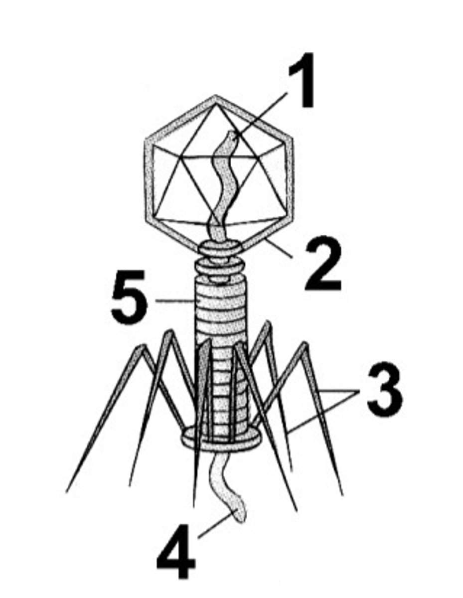 <p>In the bacteriophage shown above, the functions of the structures labeled 2 and 3 are</p><p>a. 2= protection of the genetic material, 3= locomotion.</p><p>b. 2= mate recognition, 3= attachment to a host cell</p><p>c. 2= protection of the genetic material, 3= replication.</p><p>d. 2= to take over host cell mechanisms, 3= attachment to a host cell.</p><p>e. 2= protection of the genetic material, 3= attachment to a host cell</p>