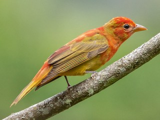<p>Summer Tanager</p>