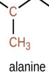<p>What part of the amino acid is this?</p>