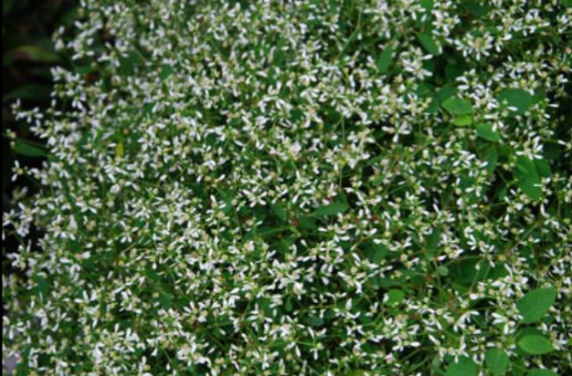 <p>Euphorbia hybrids</p>