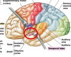 frontal and temporal lobes (smell)