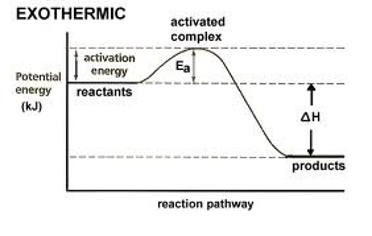 <p>a chemical reaction where energy is given off, so that the products have less energy than the reactants.</p>