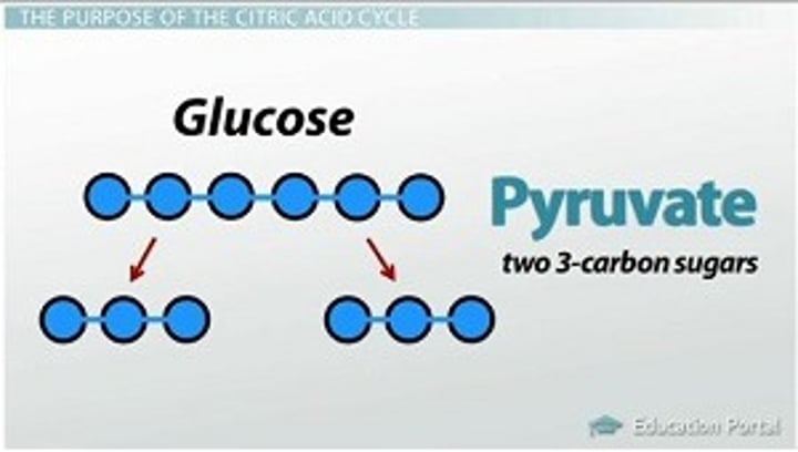 <p>Three-carbon compound that forms as an end product of glycolysis.</p>