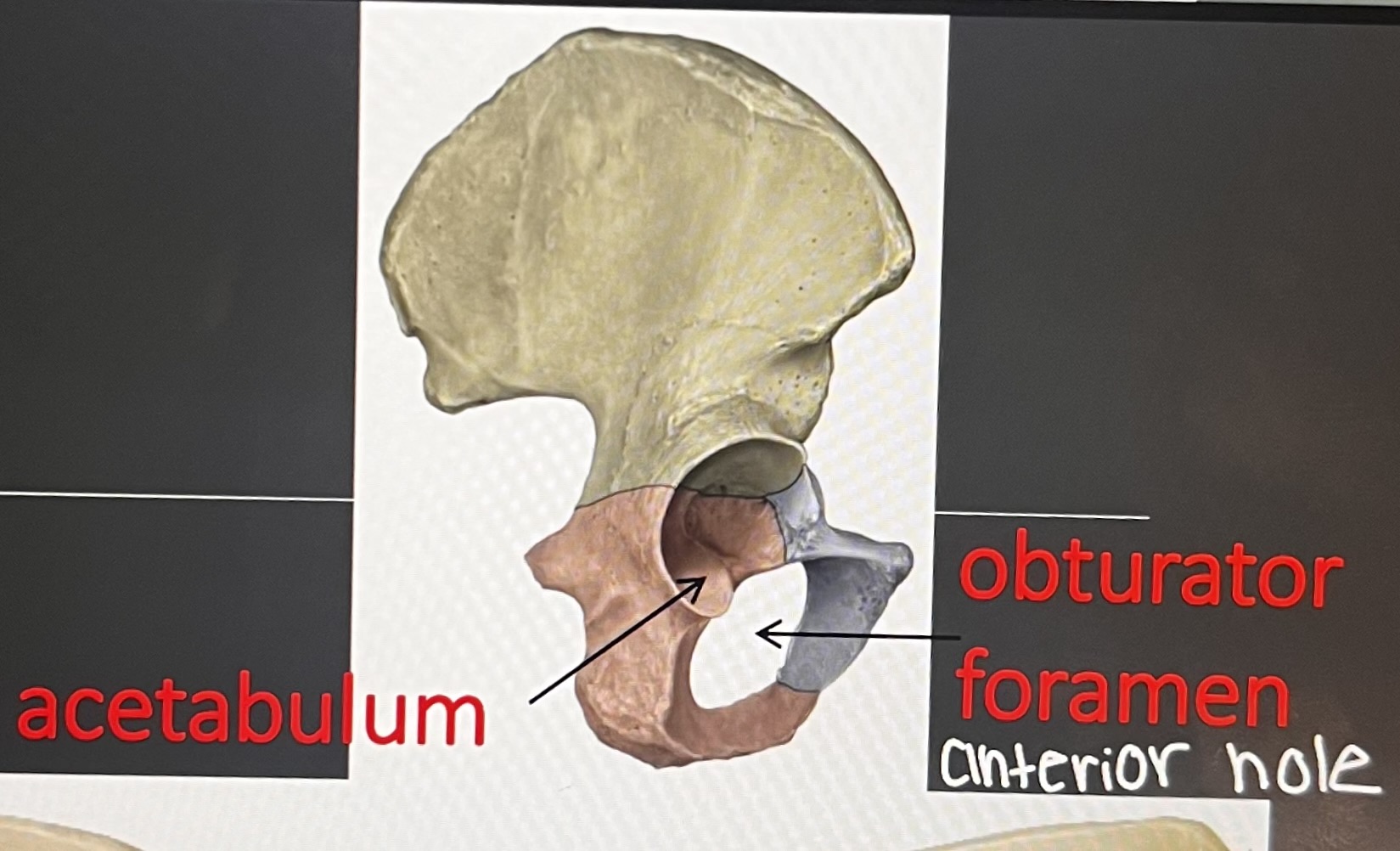 <p>acetabulum</p><p>obturator foramen</p>