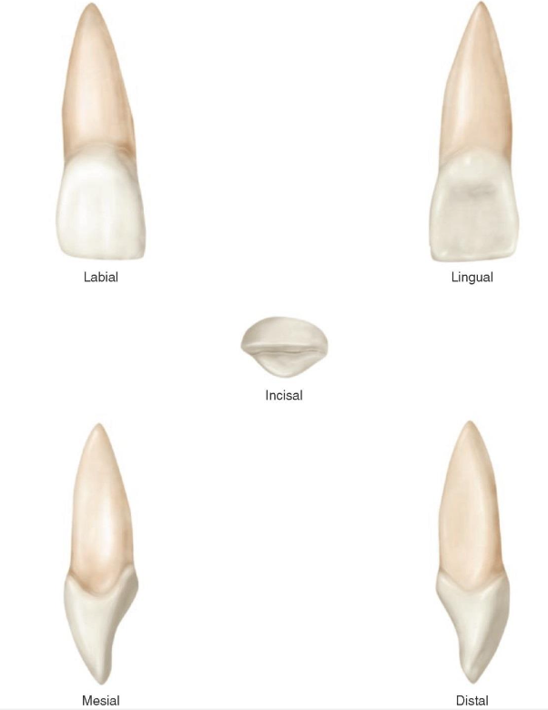 <p>What is this tooth ?</p>