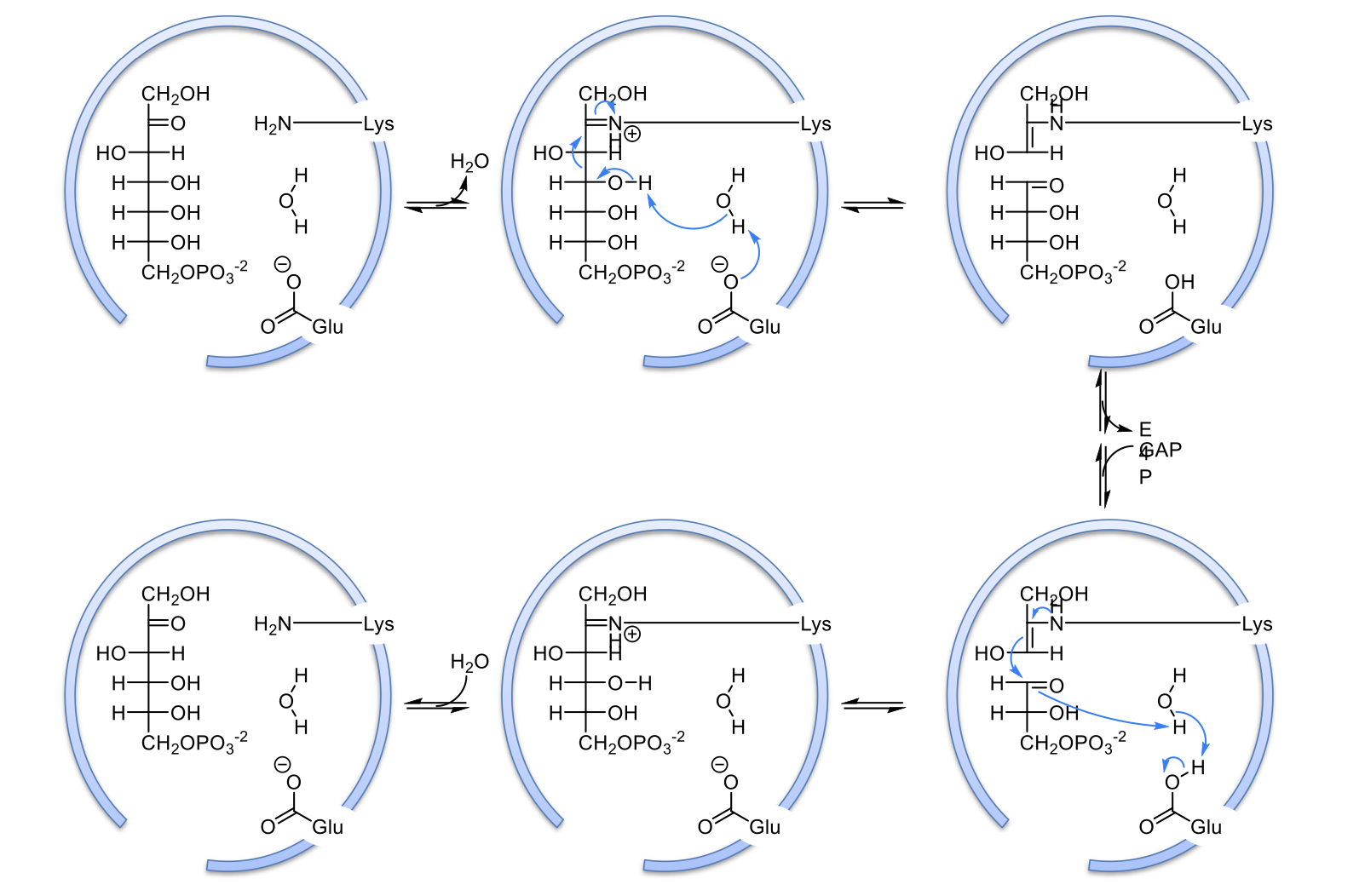 <ol><li><p>lot’s of steps that basically ends with carbonyl on carbon 2 being replaced with N from lysine in active site</p></li><li><p>Glu residue activates H2O as a nucleophile by taking one of its Hs. this forms OH which attacks the OH group on carbon 4 to steal its H. This causes a carbonyl to form at carbon 4/beta carbon and causes a break in the bond between alpha and beta carbons</p></li><li><p>E4P is formed and released so the GAP has room to come into the active site. Lysine is attacked to the 3 carbon intermediate</p></li><li><p>the double bond on the 3 carbon intermediate attacks GAP’s carbonyl to form a bond. The nitrogen from Lysine from a double bond with the 3 carbon unit</p></li><li><p>water come in to form a hydrolysis reaction in which the N double bond is replaced with an oxygen to reform the carbonyl and return lysine to normal</p></li></ol>