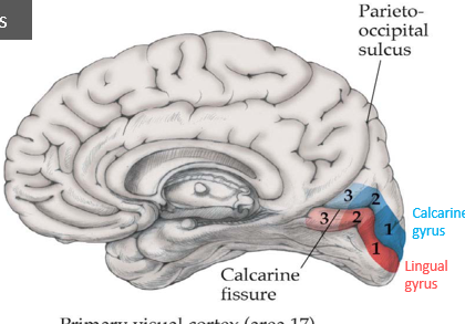 <p>inferior: calcarine by the parietal optic radiation</p><p>superior, lingual by the temporal optic radiation (Myer’s loop)</p>
