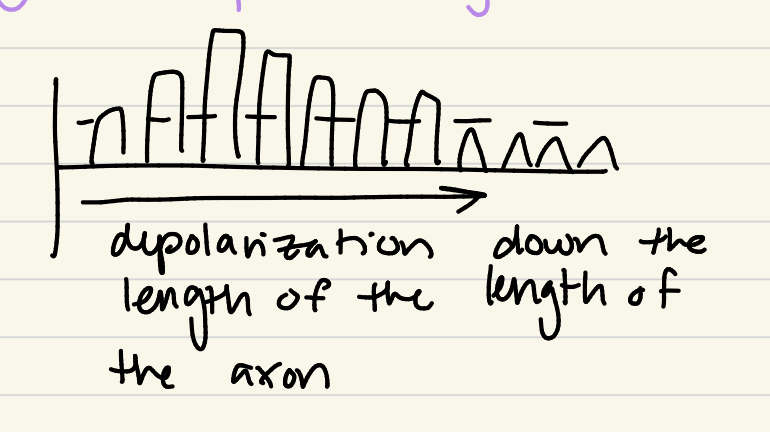 <p><strong>Continuous Conduction</strong>: depolarization and repolarization down the length of an axon</p><ul><li><p>Slower</p></li></ul><p></p>