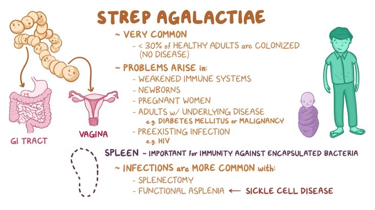 <p>In the <strong>vaginal and oral flora</strong> of 15–40% of adult women.</p>