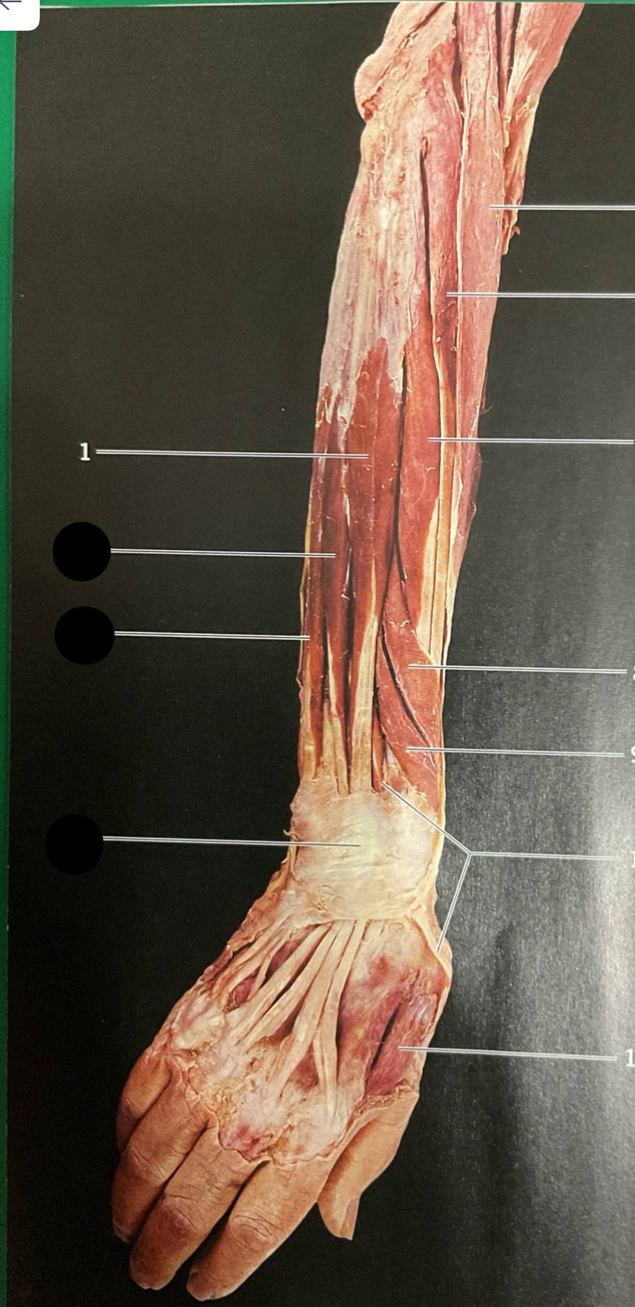 knowt flashcard image