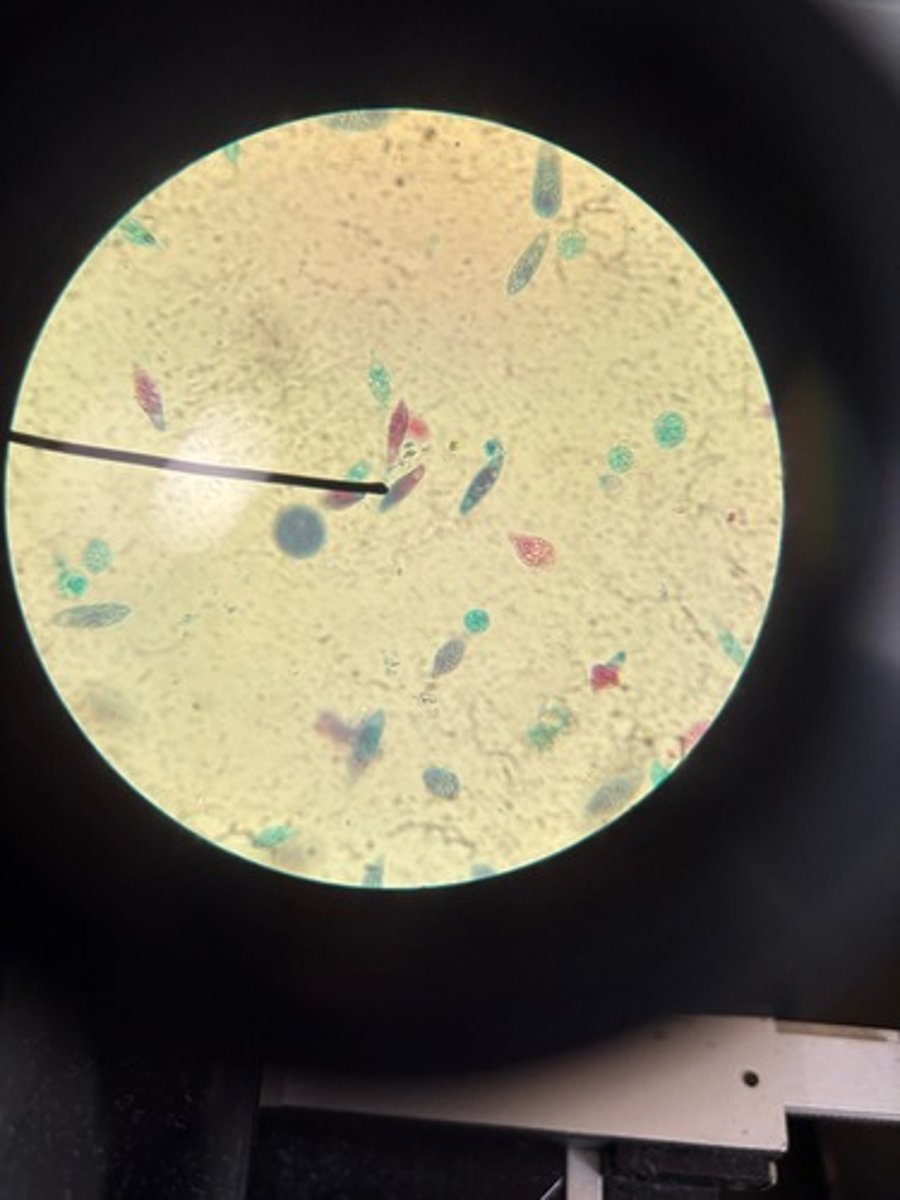 <p>Identify</p>
