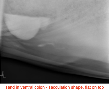 <p>-nasogastric intubation</p><p>-rectal exam</p><p>-belly tap</p><p>-abdominal U/S and rads</p><p>-CBC/chem</p><p>-fecal float (parasites) and sedimentation (sand)</p><p>-oral exam</p><p>-gastroscopy</p>