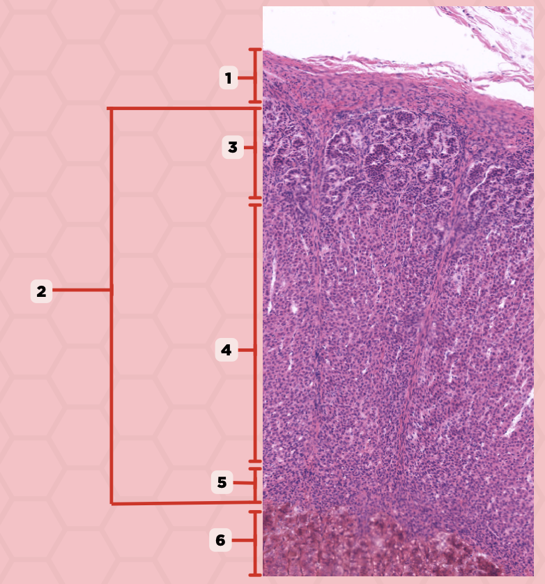 <p>What are the 3 classes of Adrenocortical Hormones?</p>