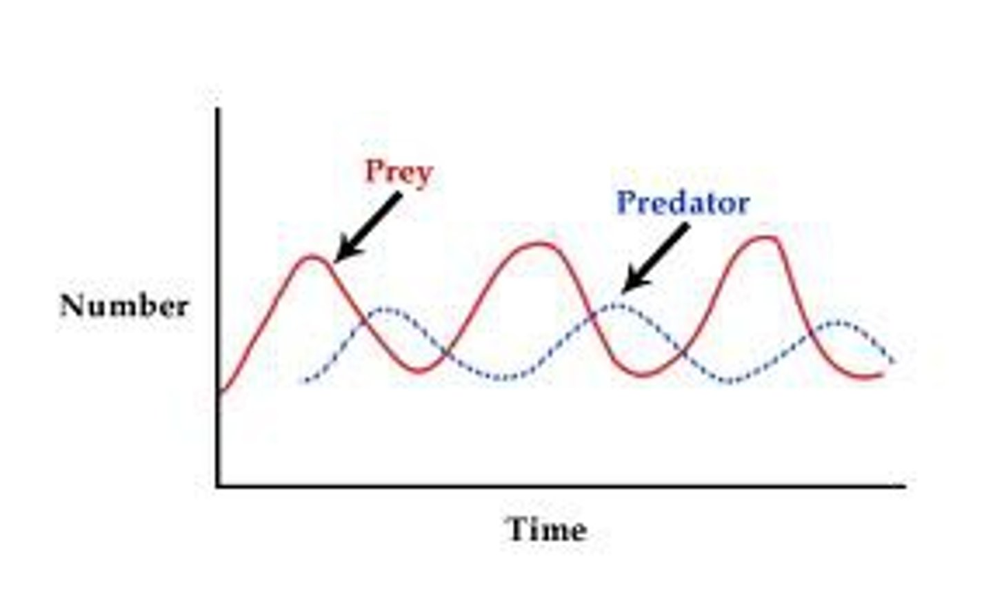 <p>populations of the predators and prey fluctuate in size according to one another</p><p>Significance: Maintains ecosystem stability, type of limiting factor</p>