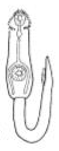 <p>Echinostome Cercaria</p>
