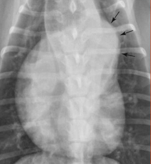 <p>What is the arrow pointing to? </p>