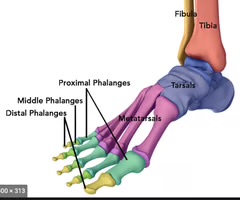<p><span>bones that make up the toes of the foot.</span></p>