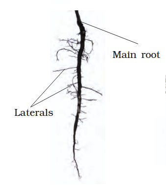 <p>Which root system is observed here?</p>