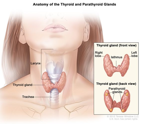 <p>releases hormones that regulate growth, metabolism, and appetite</p><ul><li><p>part of the endocrine system </p></li></ul><p></p>