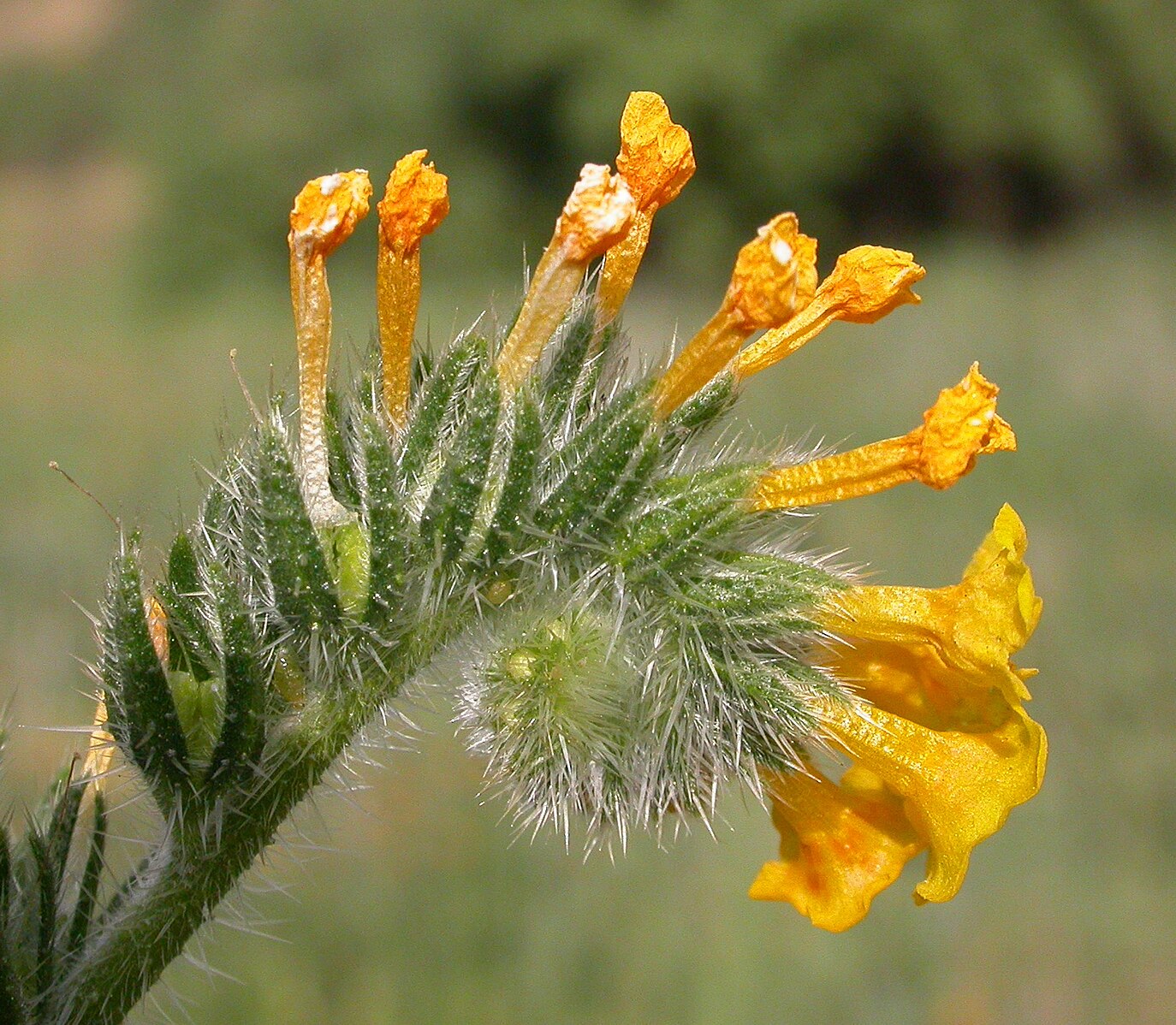 <p><strong>Commin Fiddleneck</strong></p>