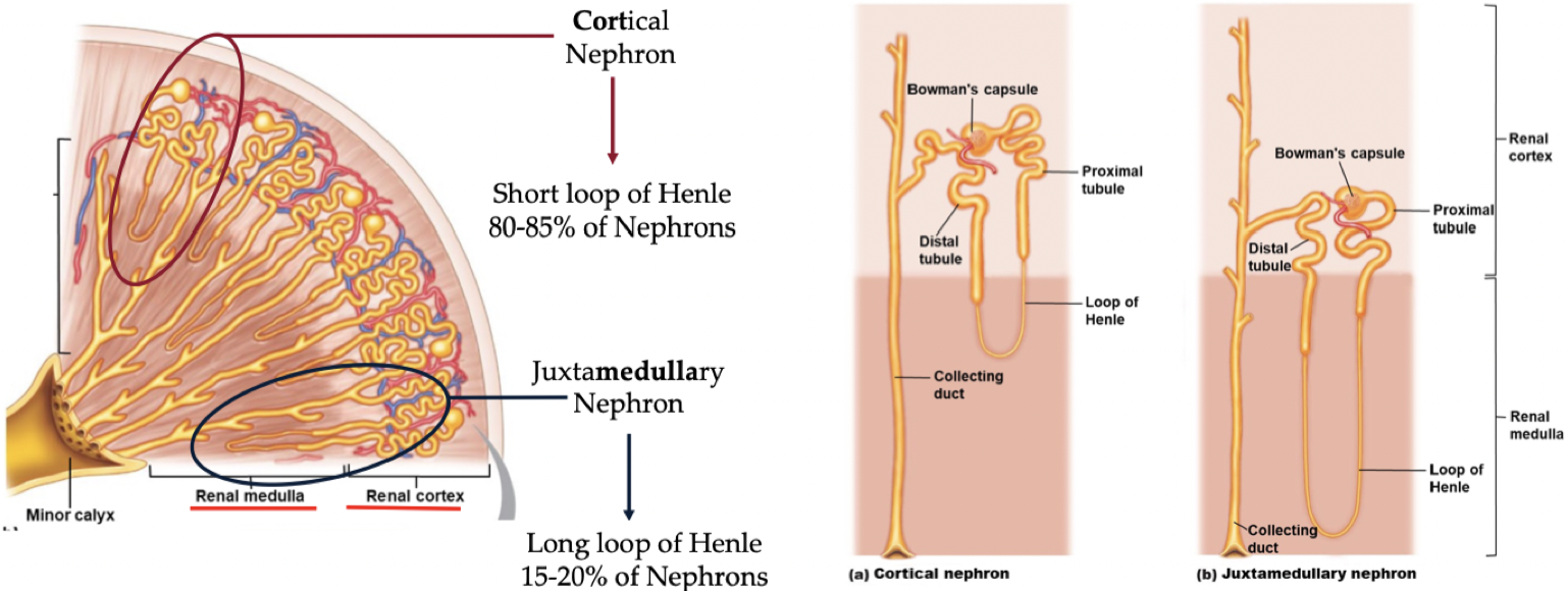 <ul><li><p>Juxtamedullary nephrons have a longer lop of henle that descend farther</p></li><li><p>Cortical nephrons are more common and have a short loop of henle</p></li></ul>