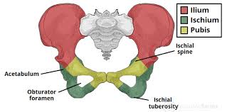 <p>it is a paired hip bone made up of </p><ul><li><p>Ilium</p></li><li><p>pubis</p></li><li><p>Ischium</p></li></ul><p></p>