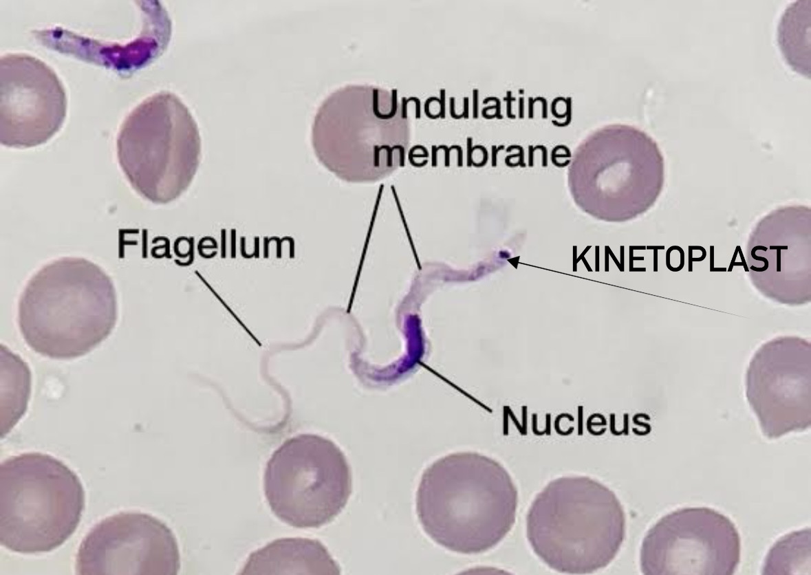<p>Domain: Eukarya</p><p>Major Clade: Excavata</p><p>Clade: Euglenozoa</p><p>Group: Kinetoplastea</p><p>Genus: Trypanosoma</p>