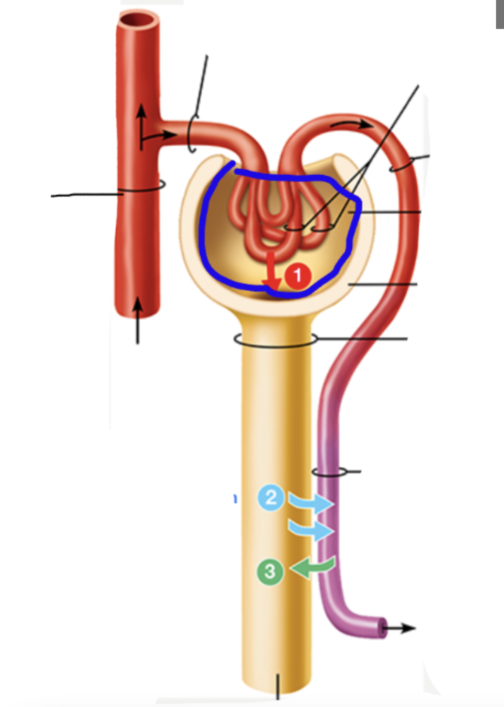 knowt flashcard image