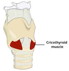 <p>What muscle is this? </p>