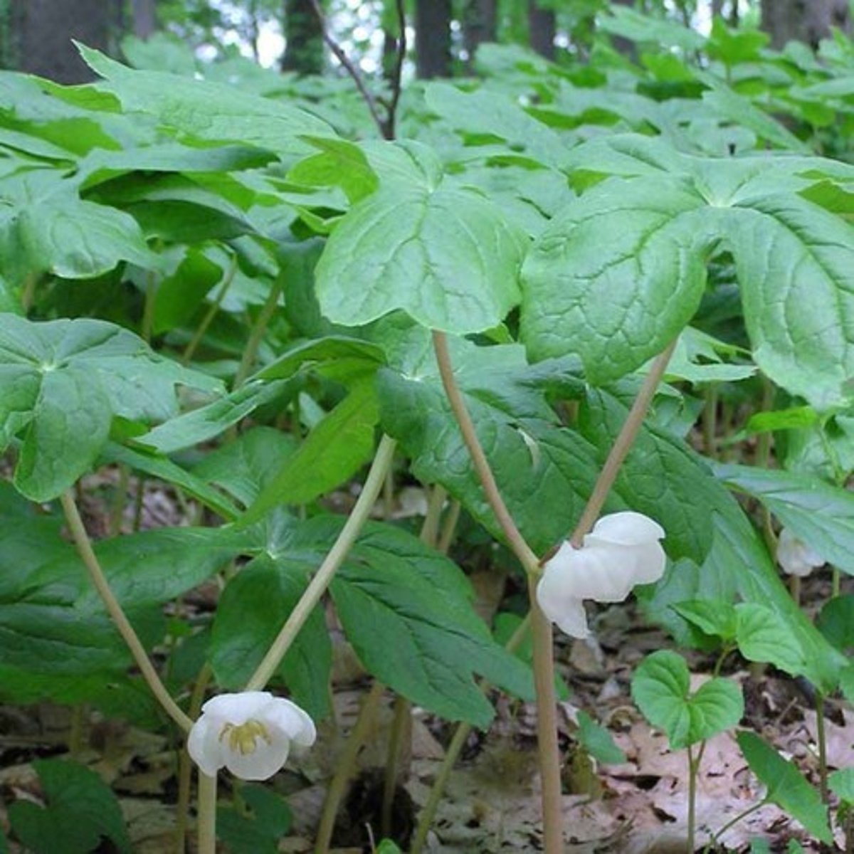 <p>colonizing habit; individual stem; sometimes Vs off if so then white flower in axil</p><p>leaf: severe lobing; pelate petiole in middle of leaf blade; white underside</p>
