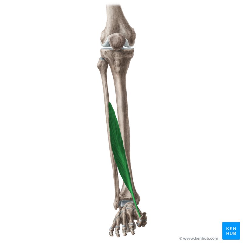 <p>Where does the extensor hallucis longus originate</p>