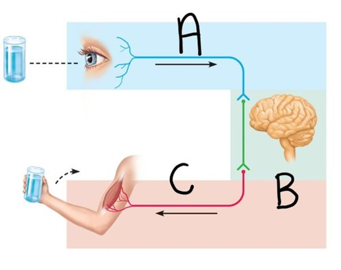 <p>brain</p>
