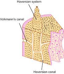 <p>- Volkmann's canal</p><p>- perpendicular to central canal to link together</p>