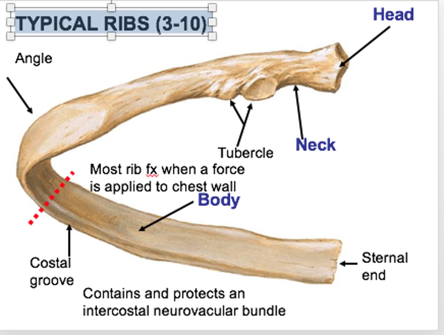 <p>-Has a head, neck, tubercle and a body</p><p>-Costal groove marks pathway of blood returning to the heart</p>
