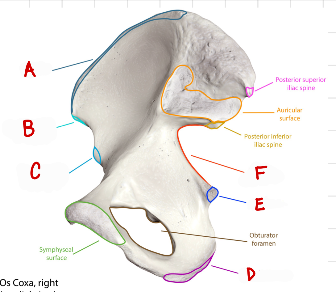 <p>E</p>