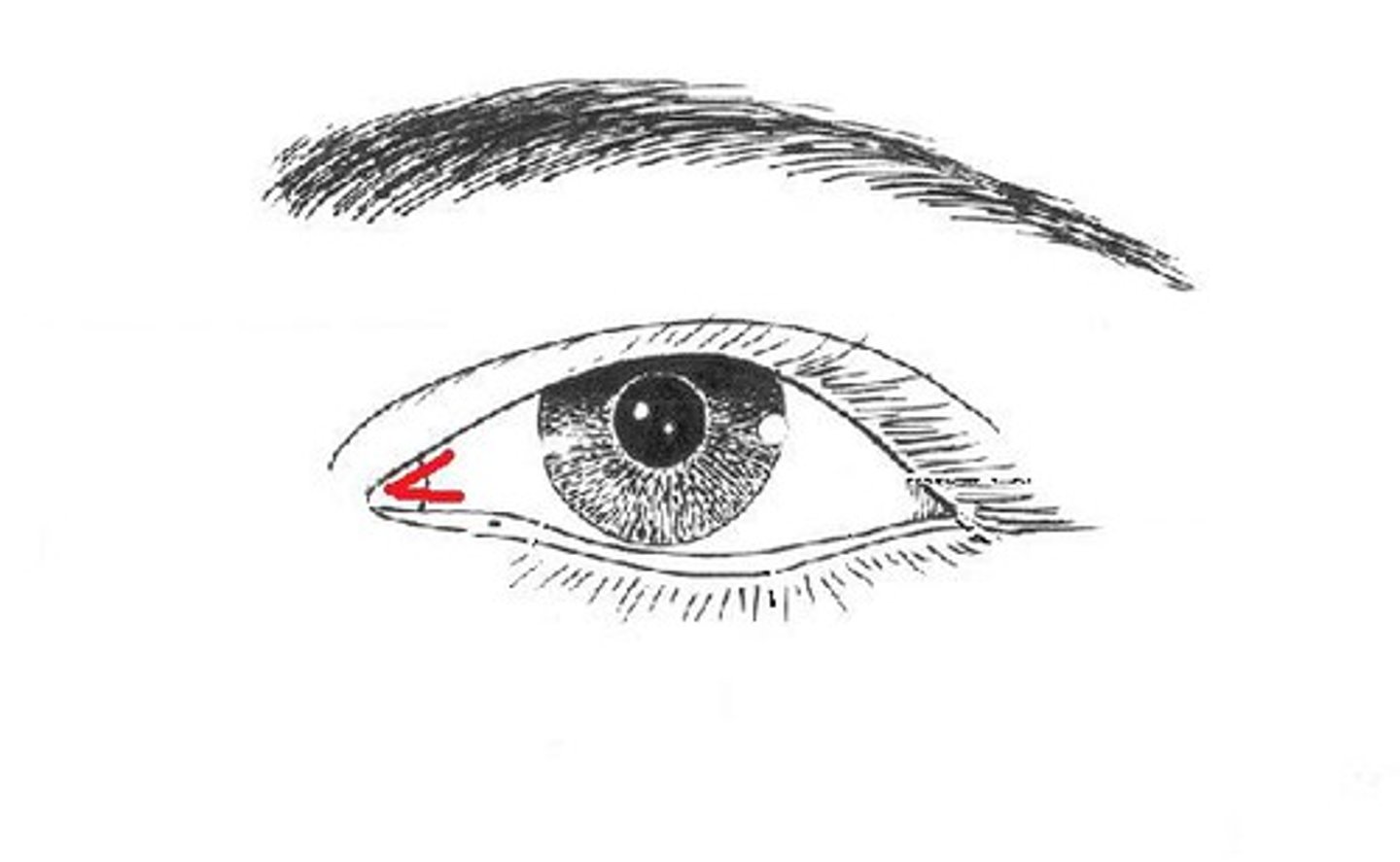 <p>inner corner of eye</p>