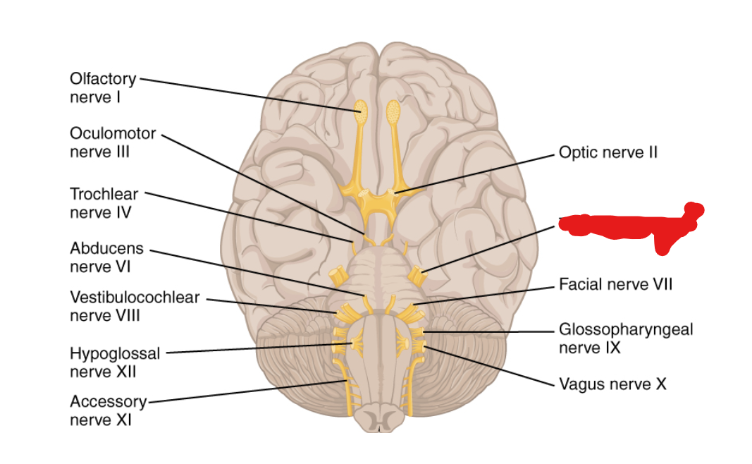 <p>What Cranial Nerve Is this?</p>