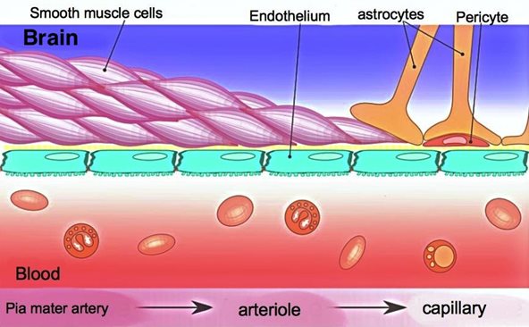 <ul><li><p>Tight endothelial junctions</p></li><li><p>Basement Membrane</p></li><li><p>Receptors</p></li><li><p>proteins</p></li><li><p>Pericytes</p></li><li><p>Astrocytes</p></li></ul><p></p>